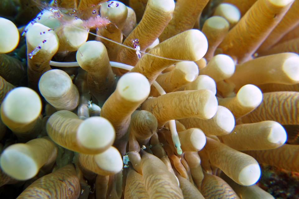 Heliofungia actiniformis, Siokunichthys nigrolineatus, Ancylomenes sarasvati