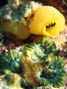 Ascidia sp, Lobophyllia sp.