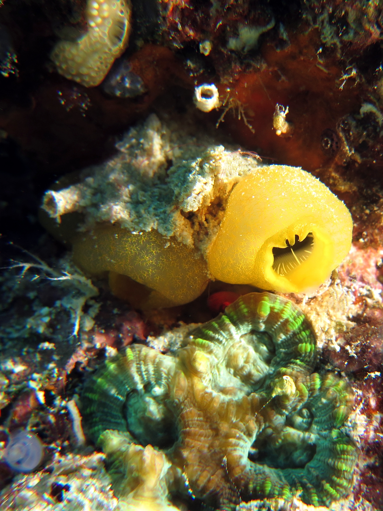 Ascidia sp, Lobophyllia sp.