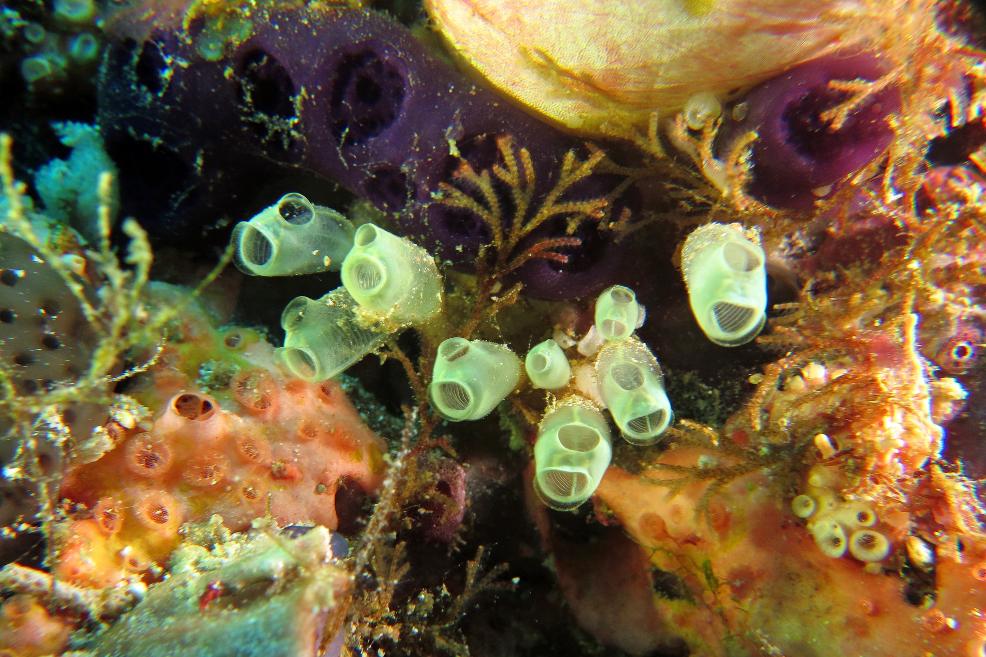 Ascidie sp, Eudistoma reginum