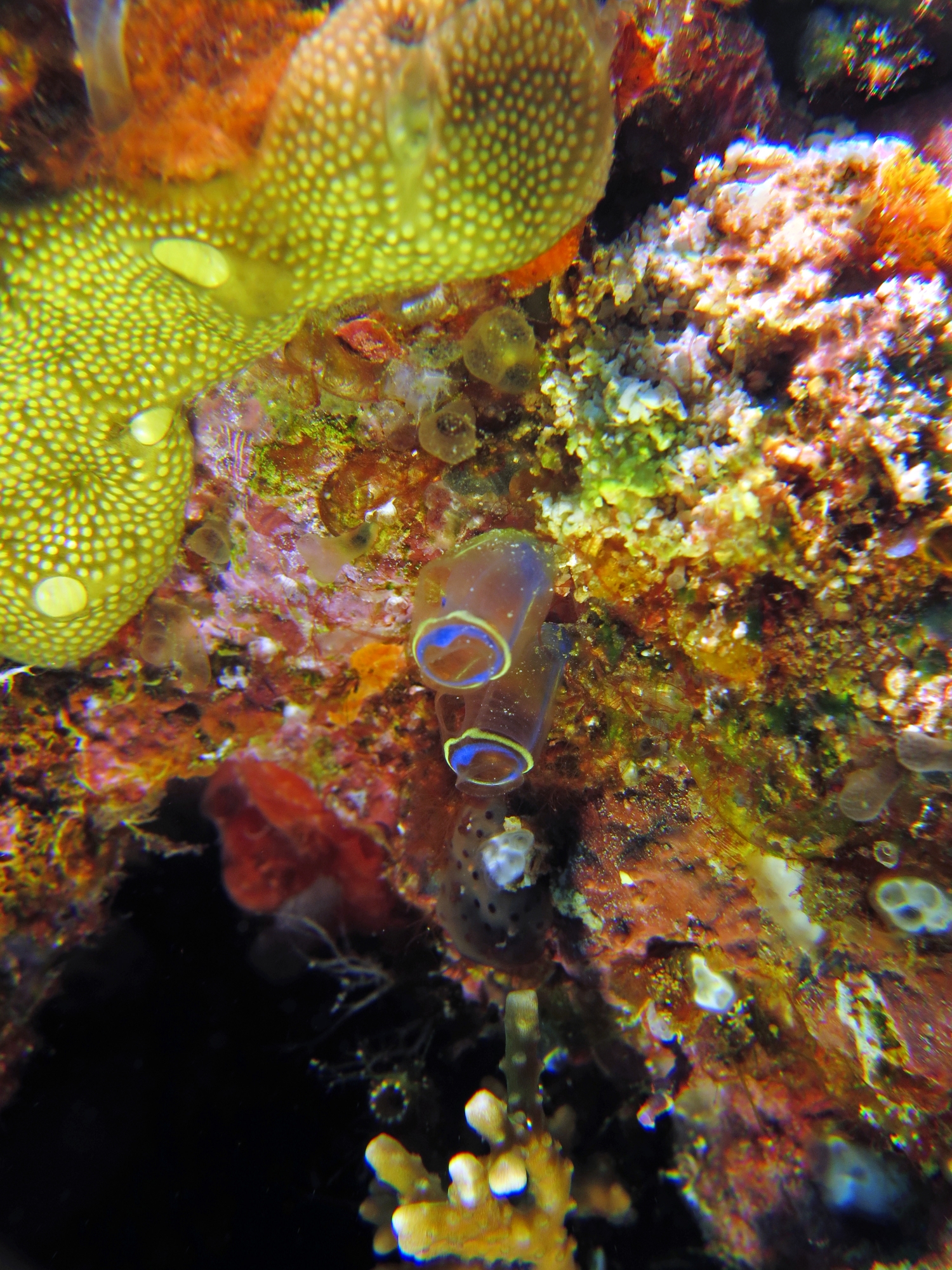 Clavelina cyclus