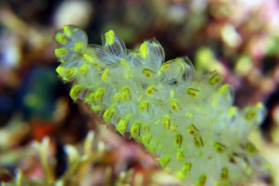 Perophora namei