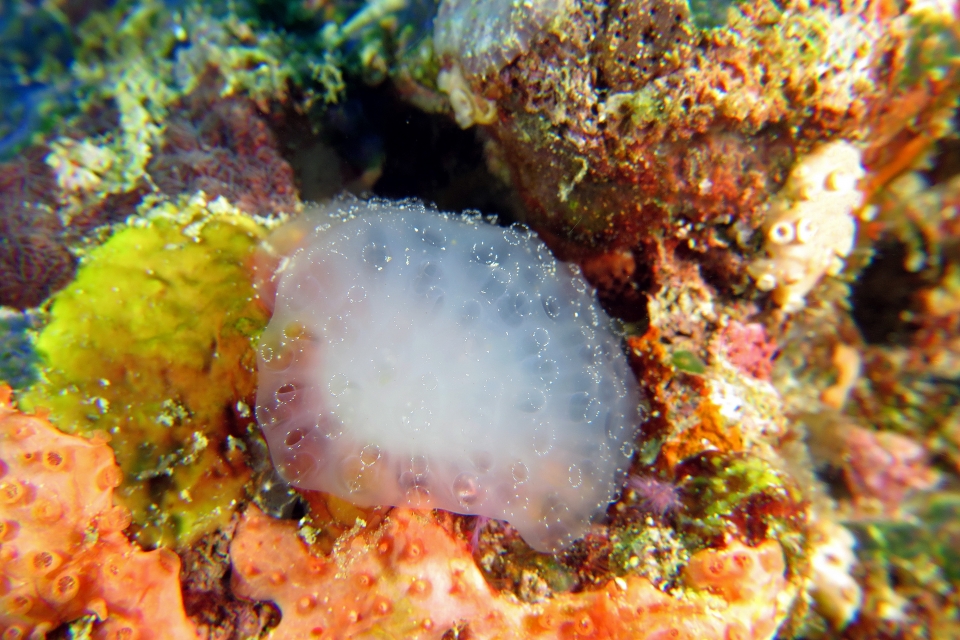Polycitor crystallinus