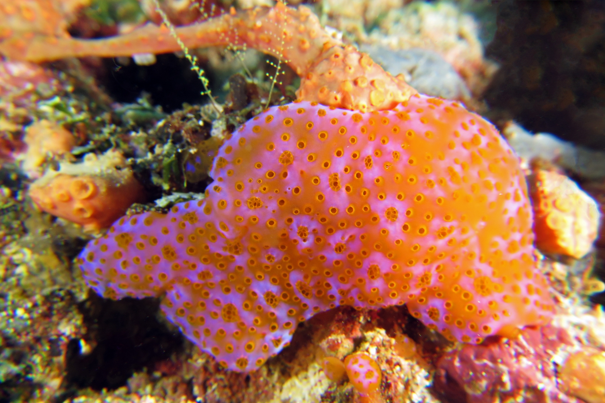 Ascidie coloniale