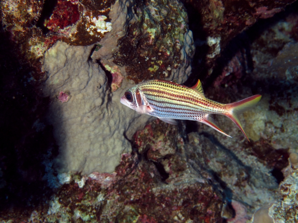 Neoniphon sammara