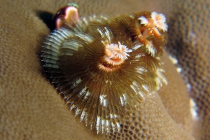 Spirobranchus giganteus, Porites lutea