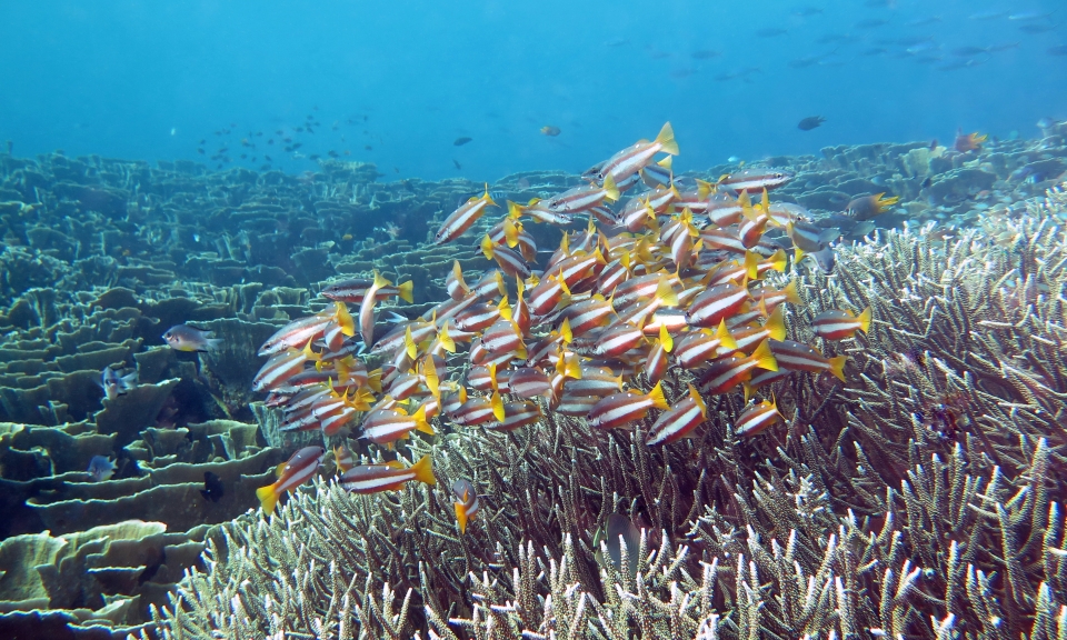 Lutjanus biguttatus