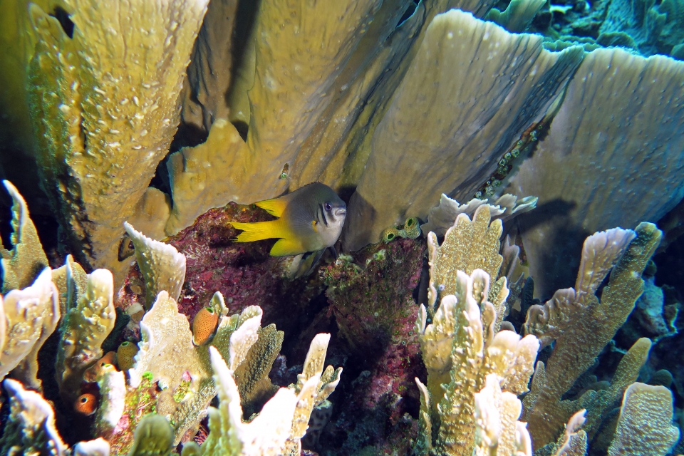 Neoglyphidodon nigroris, Millepora platyphylla, Atriolum robustum
