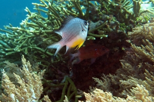 Amblyglyphidodon leucogaster Indo-pacifique, Litophyton arboreum