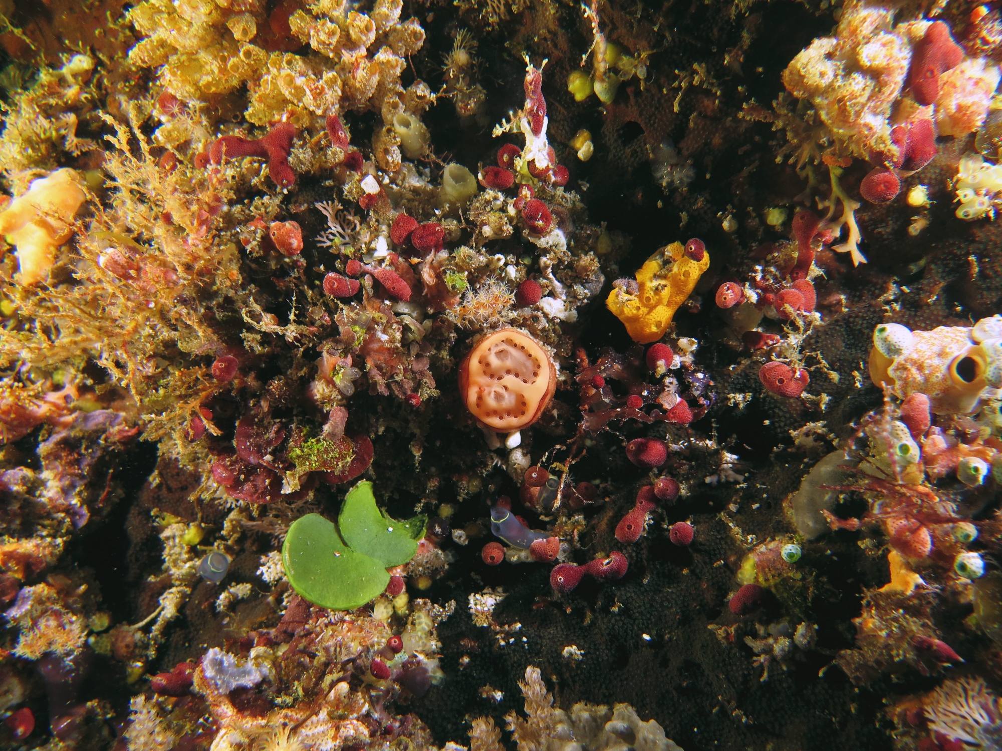 Ressemble à une Aplidiopsis ocellatus