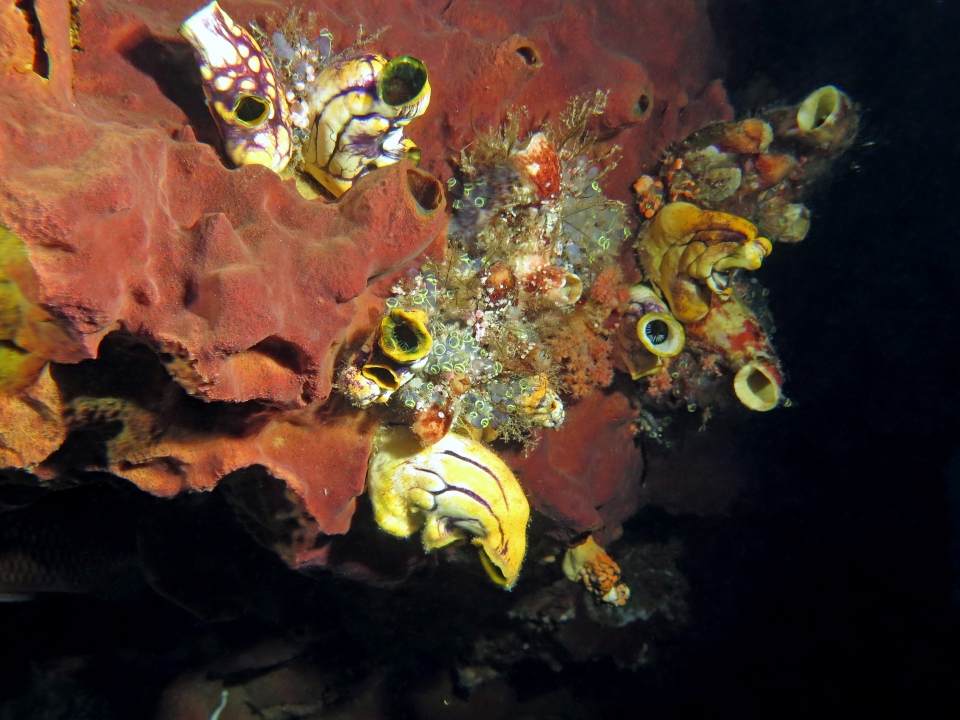 Polycarpa aurata, Polycarpa cryptocarpa, Clavelina robusta