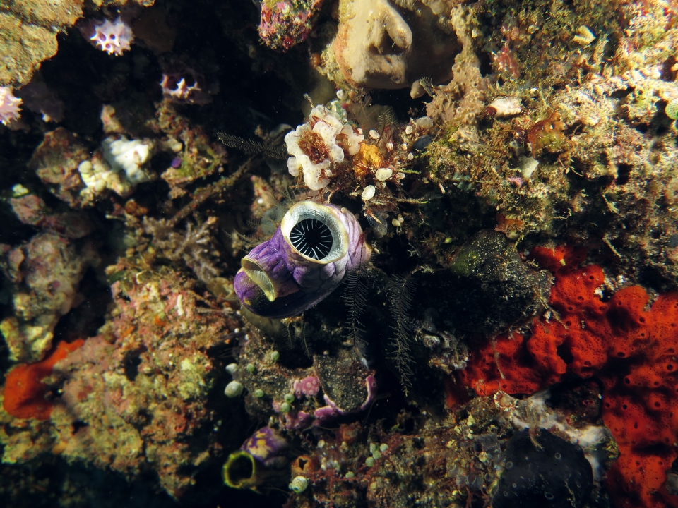 Polycarpa aurata