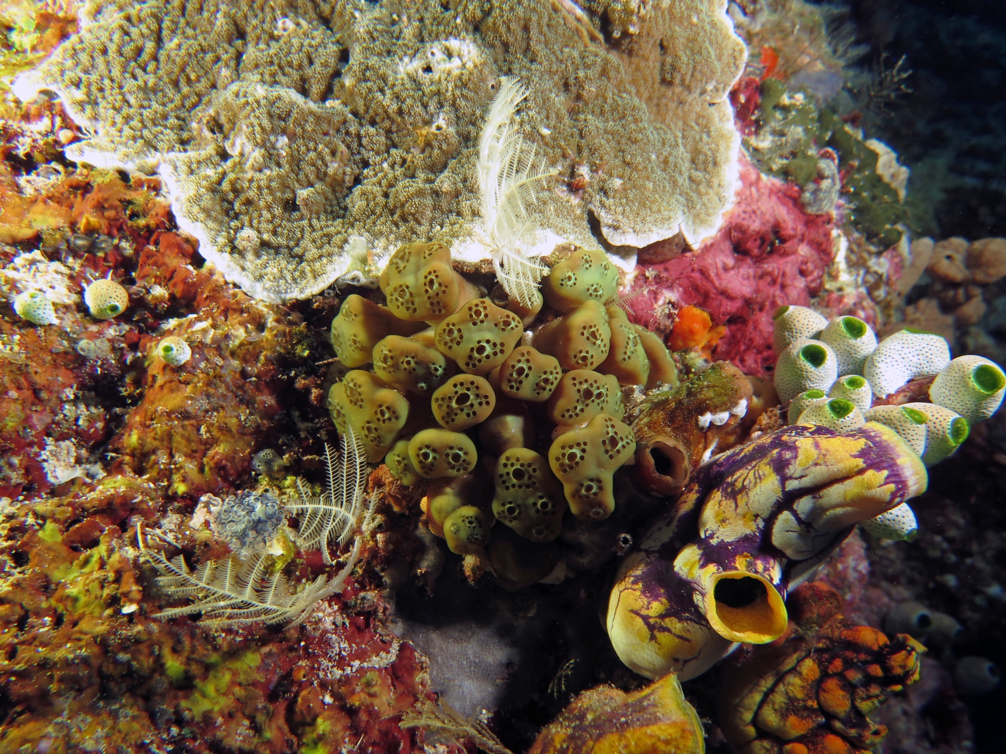 Aplidiopsis ocellatus, peut-être Polycarpa cryptocarpa, Polycarpa aurata, Didemnum molle