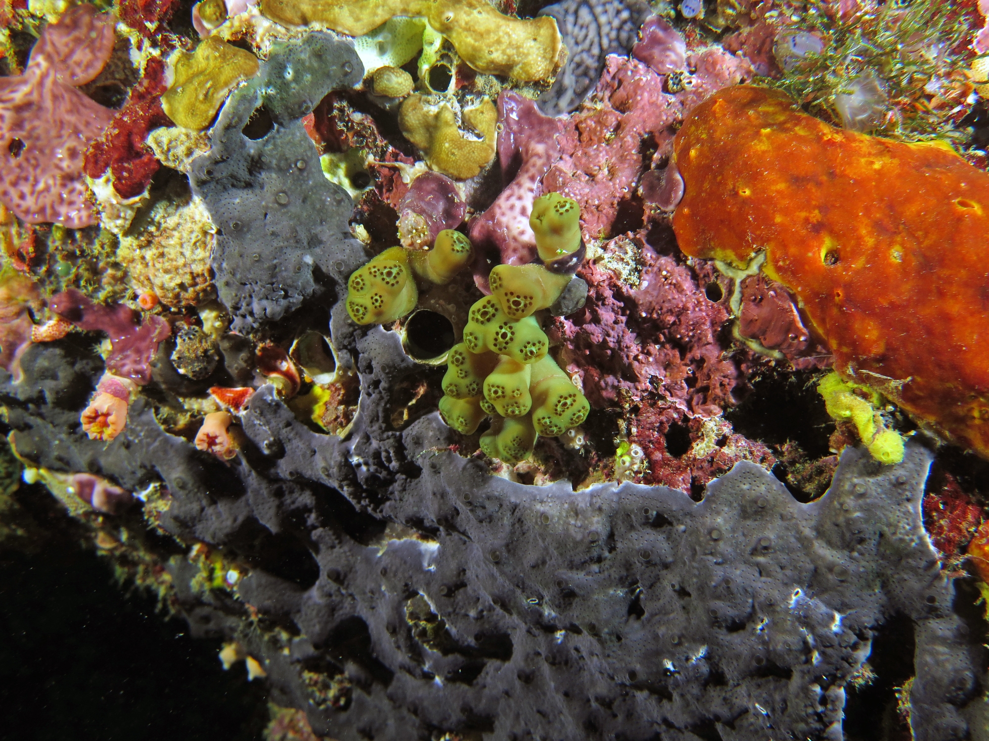 Aplidiopsis ocellatus