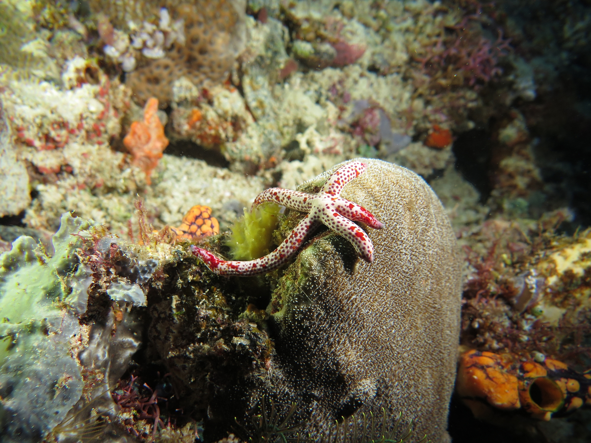 Linckia multifora, Pavona duerdeni