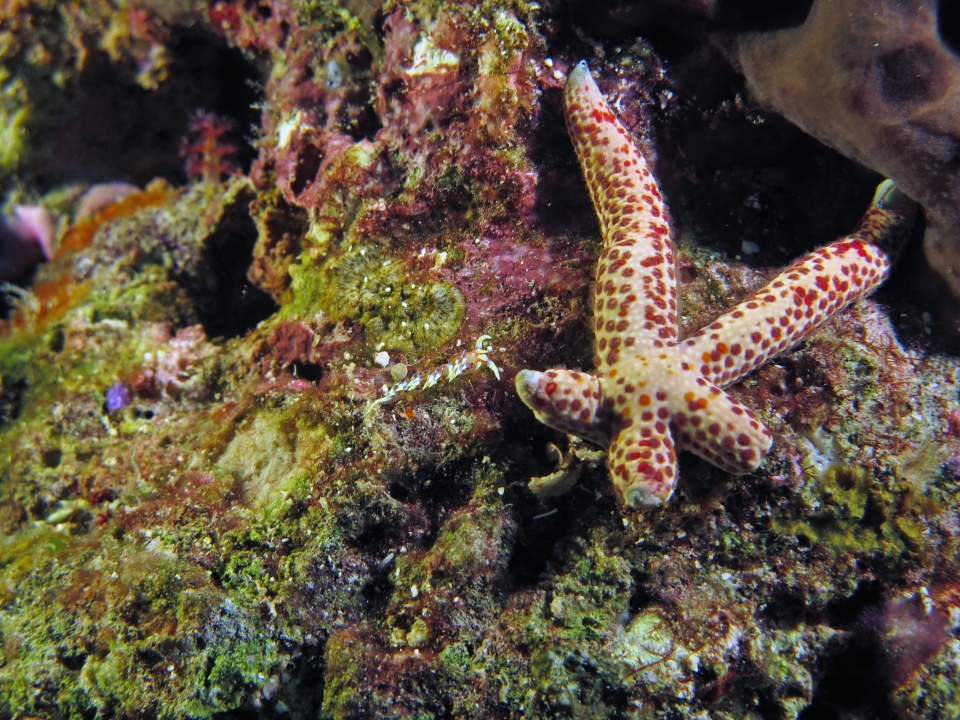 Caloria indica, Linckia multifora