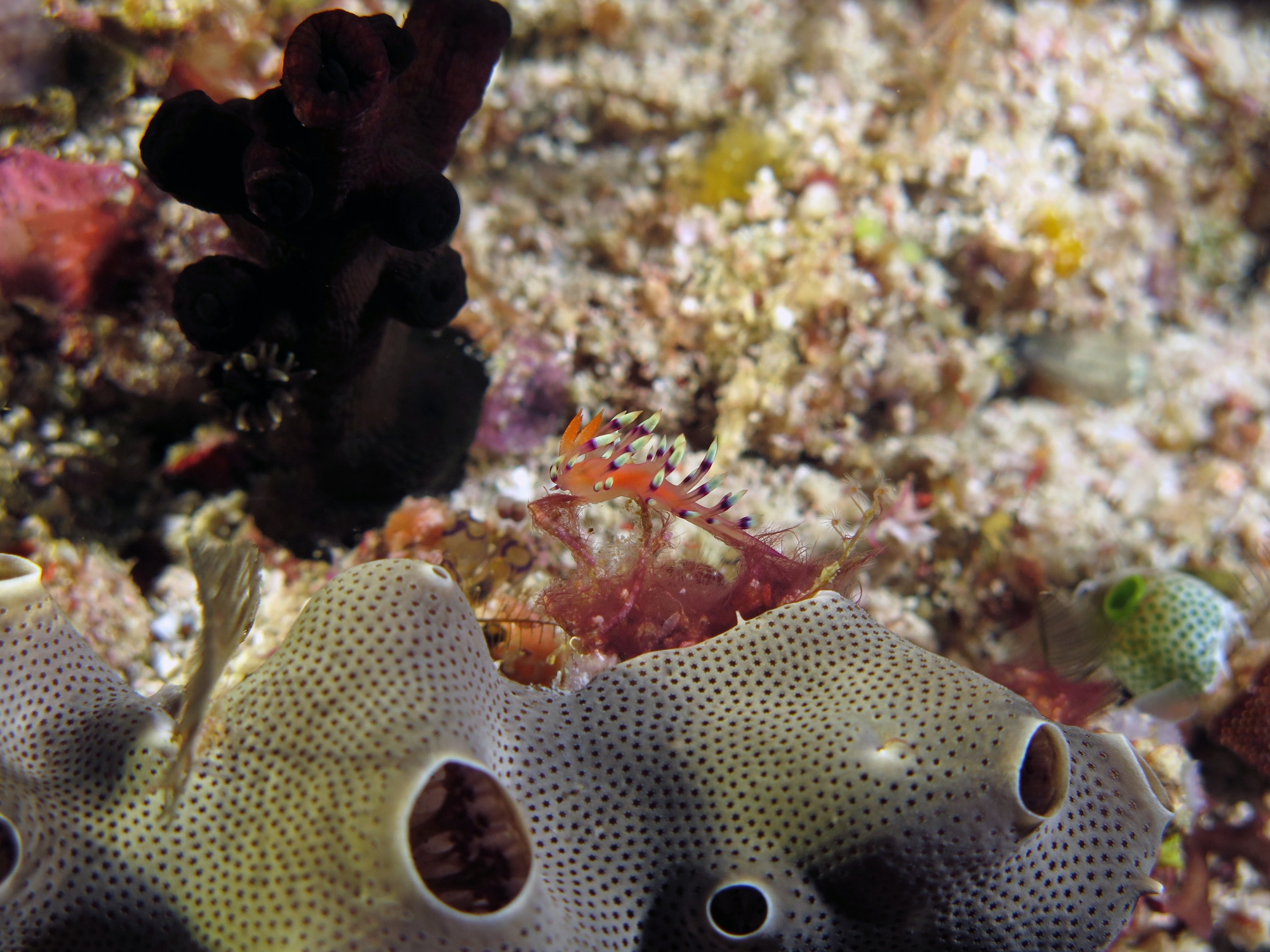 Coryphellina exoptata, Didemnum molle