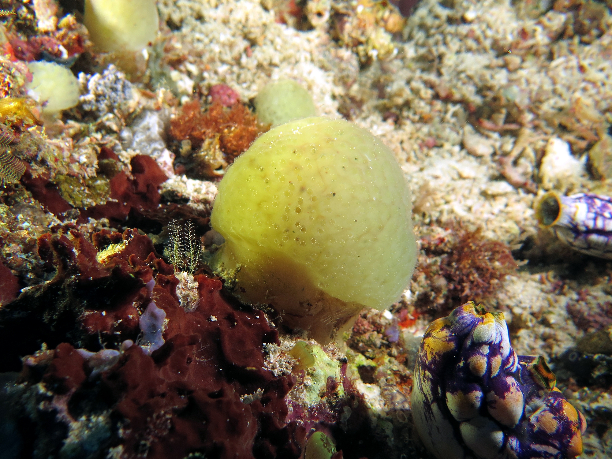 Ascidie coloniale jaune
