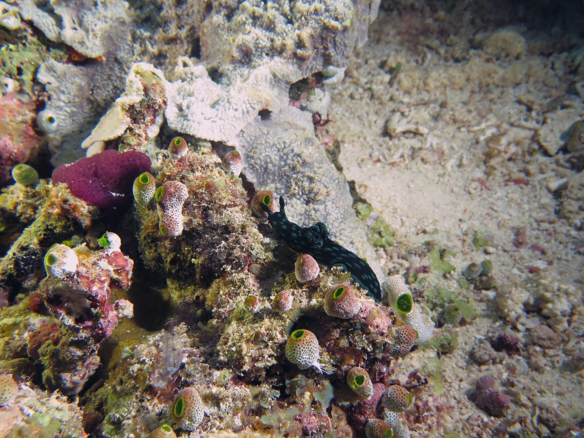 Nembrotha cristata, Didemnum molle
