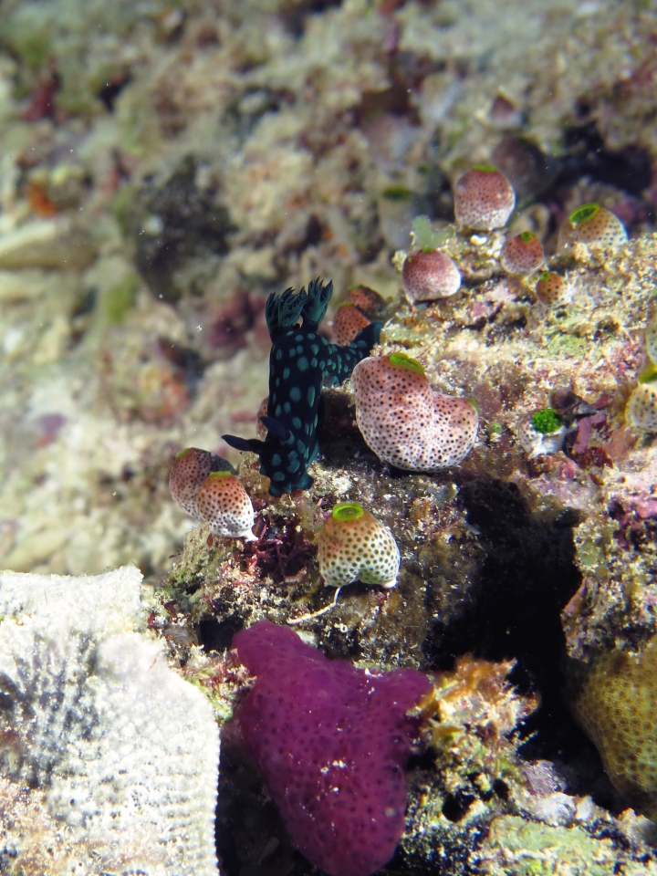 Nembrotha cristata, Didemnum molle, Cystodytes violatinctus