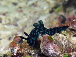 Nembrotha cristata, Didemnum molle, Cystodytes violatinctus