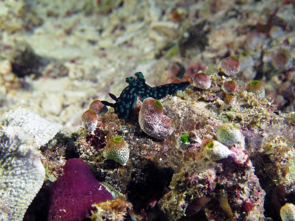 Nembrotha cristata, Didemnum molle, Cystodytes violatinctus