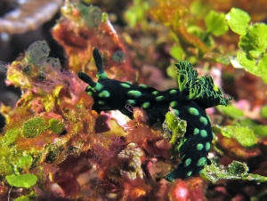 Nembrotha cristata, Halimeda opuntia