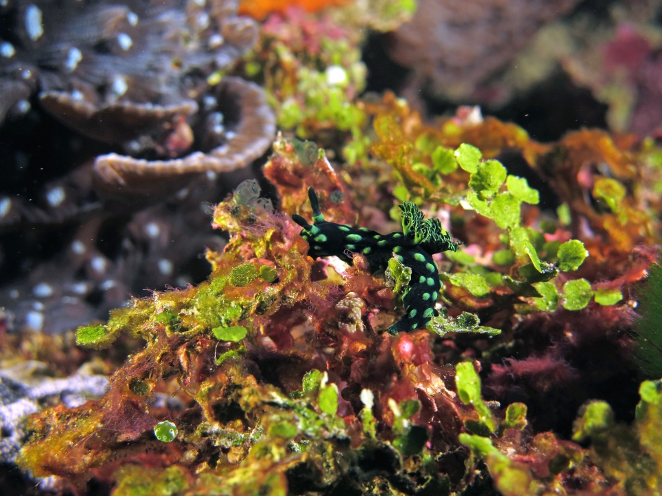 Nembrotha cristata, Halimeda opuntia