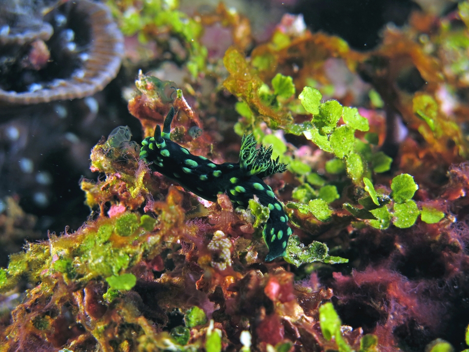 Nembrotha cristata, Sigillina signifera, Halimeda opuntia