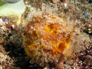 Cinachyrella australiensis, Clavelina detorta