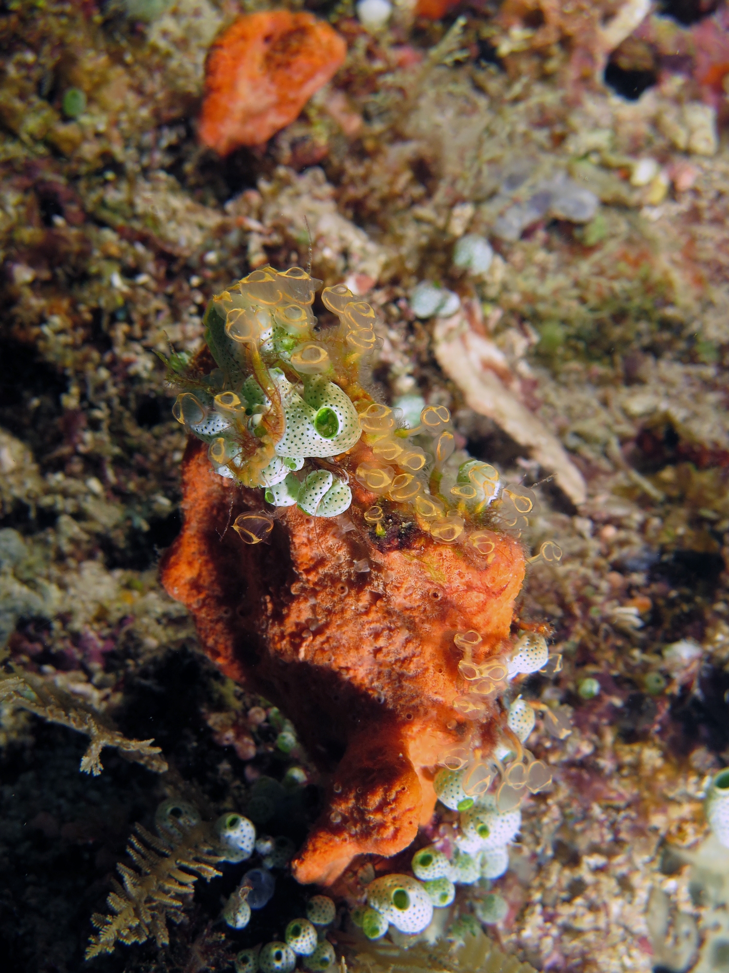 Stylissa carteri, Clavelina detorta, Didemnum molle