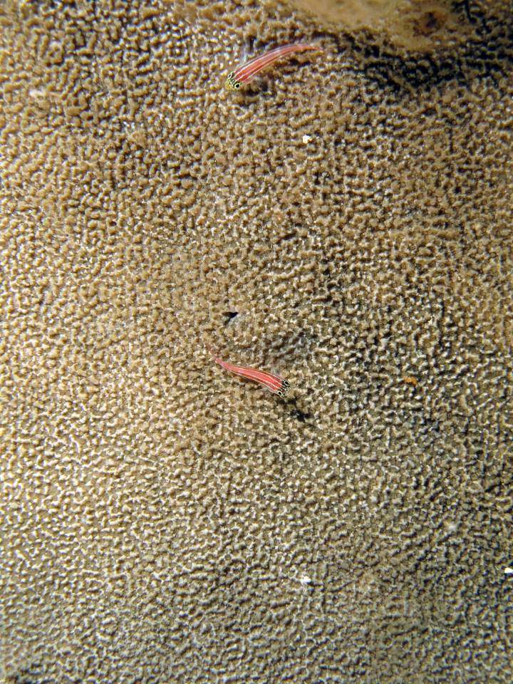 Helcogramma striata