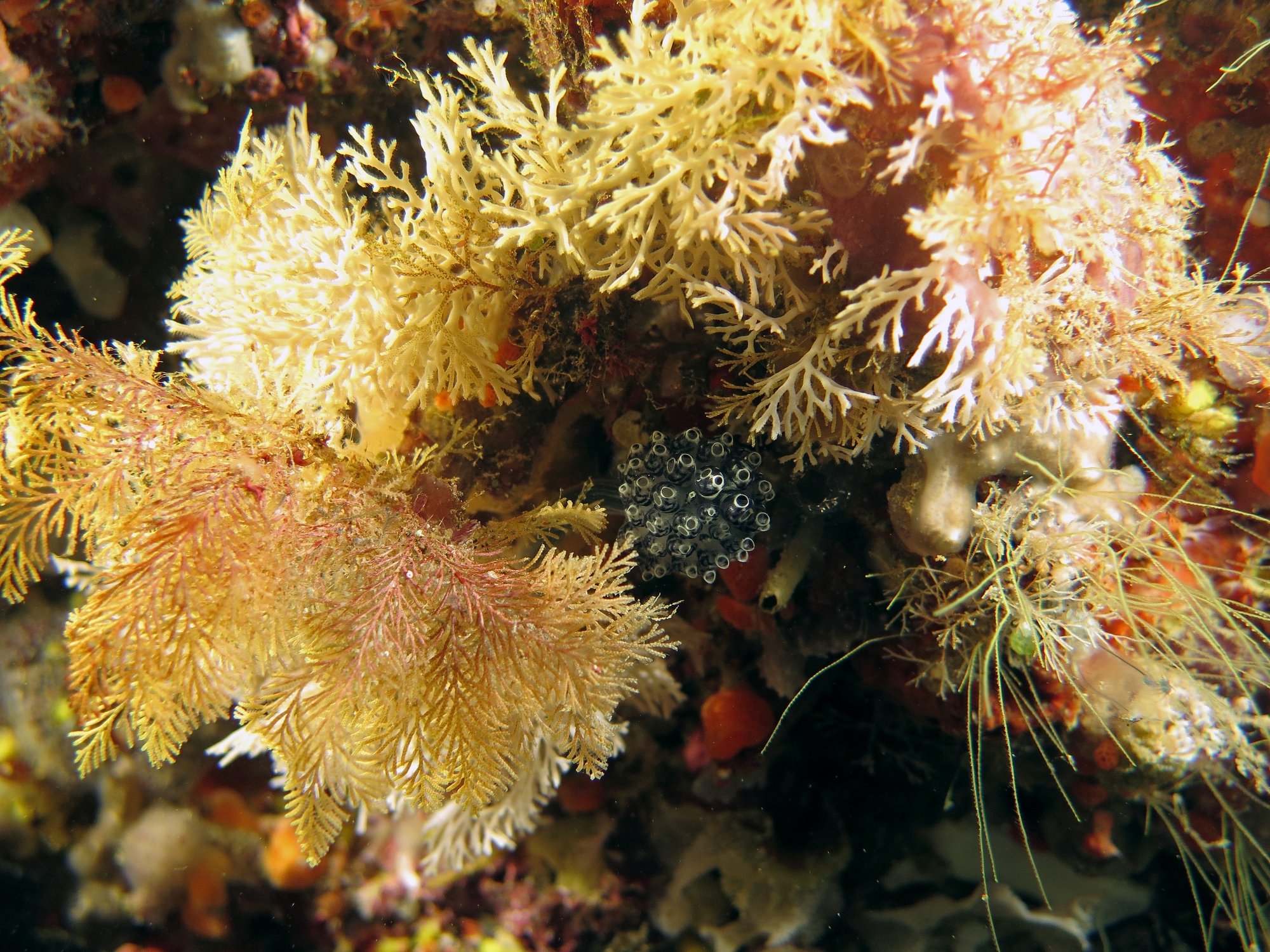 Nephteis fascicularis