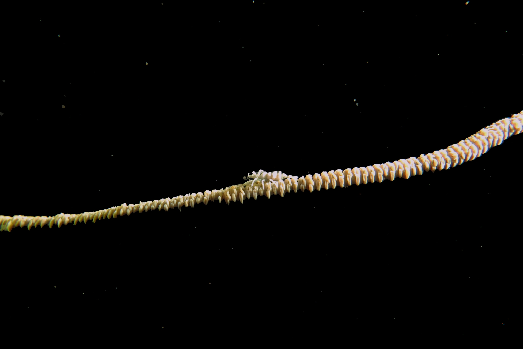 Pontonides ankeri ou unciger, Cirripathes sp.