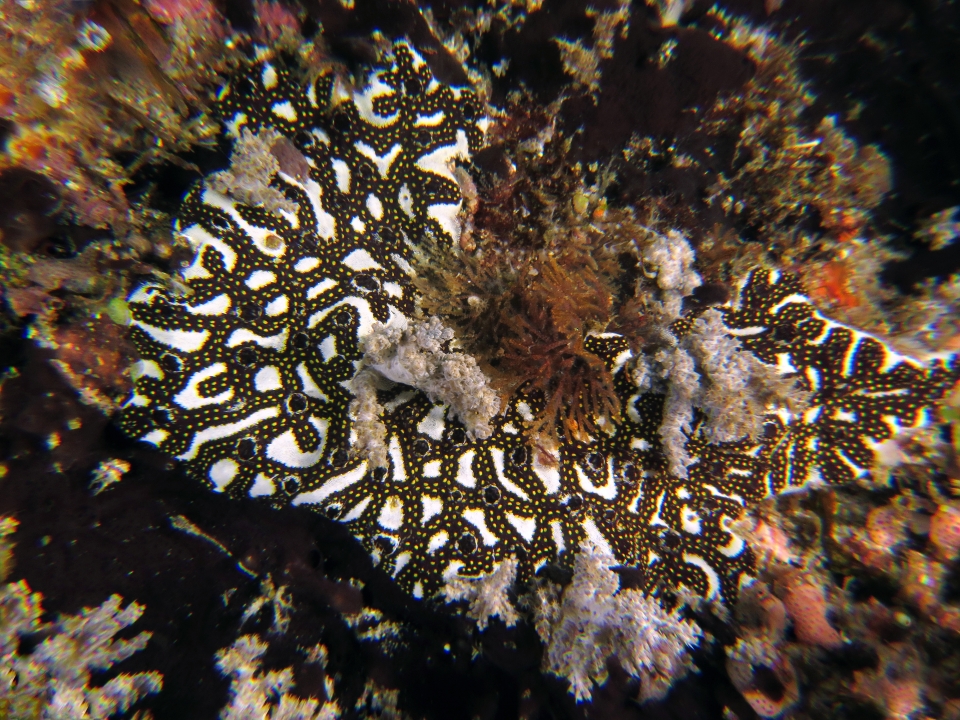 Botryllus sp.