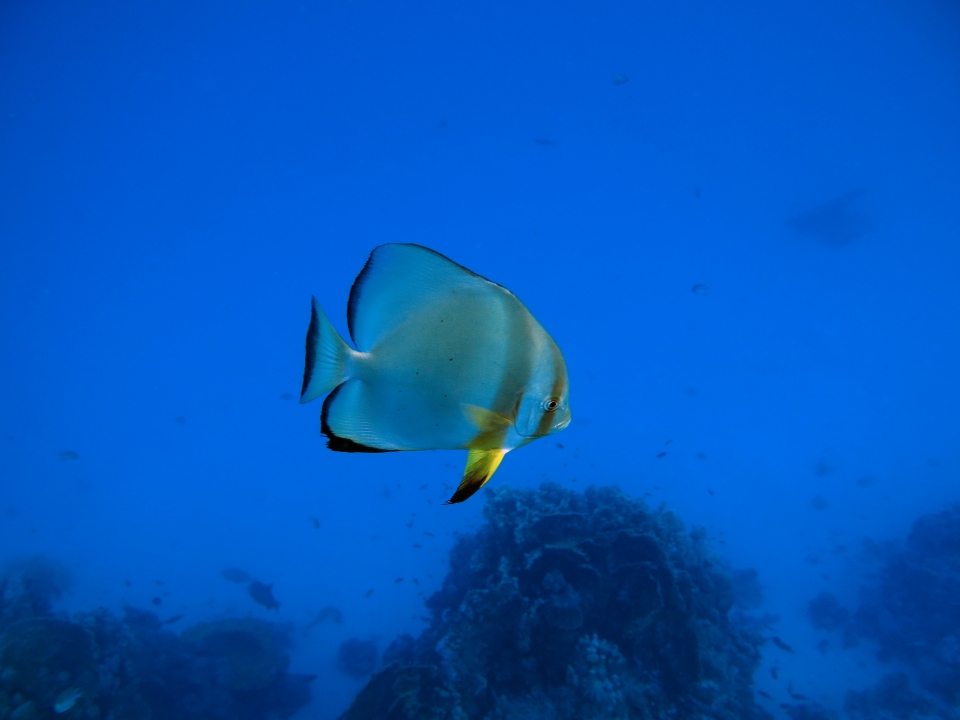 Platax orbicularis