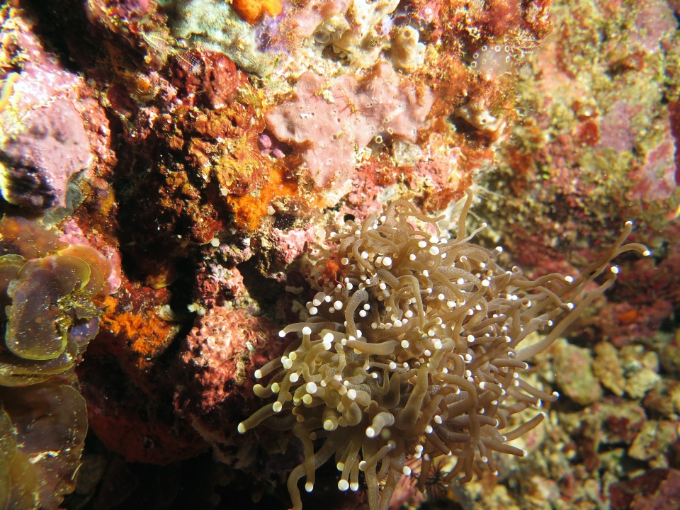 Achaeus japonicus, Euphyllia glabrescens