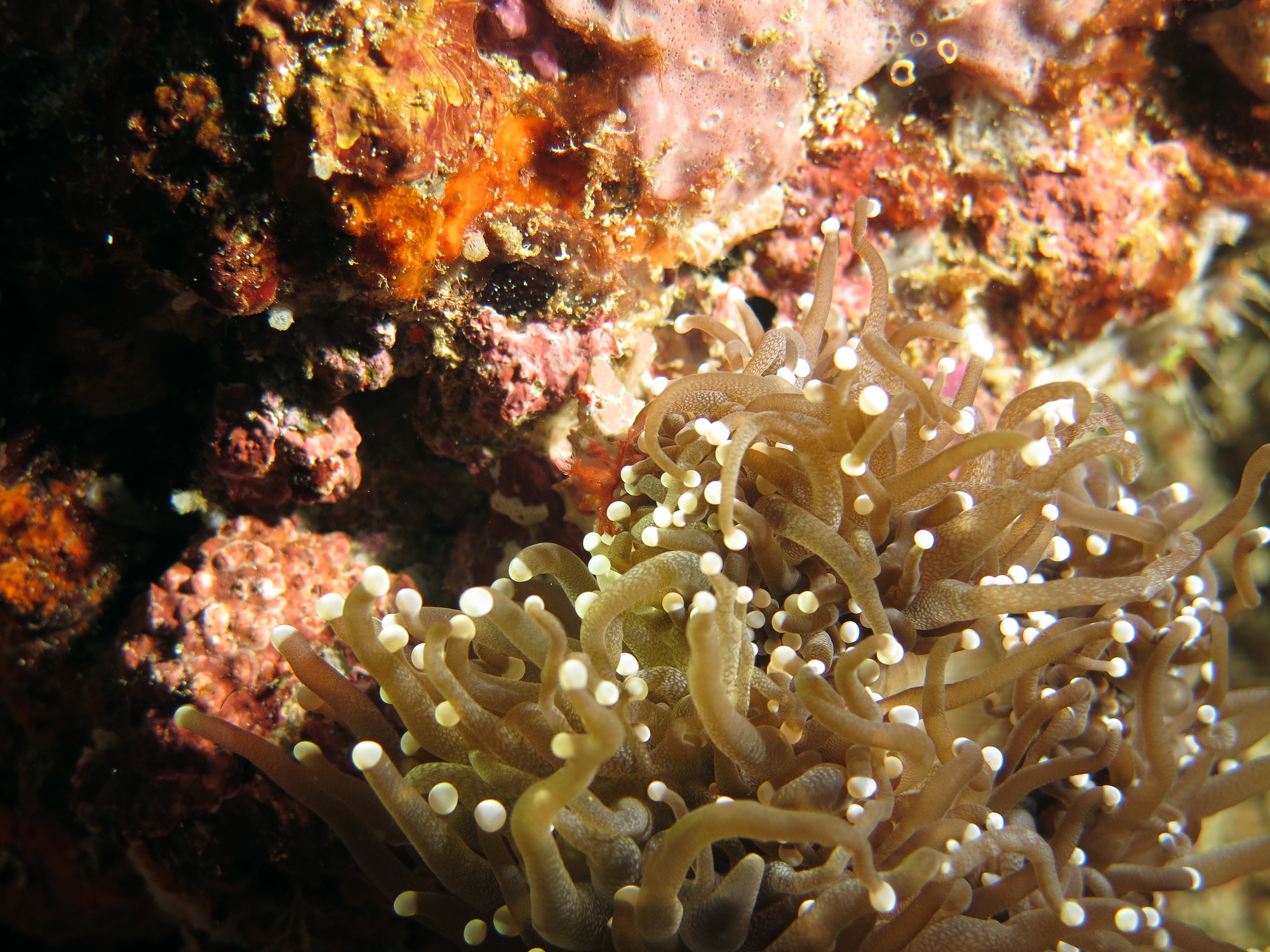 Achaeus japonicus, Euphyllia glabrescens