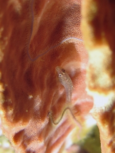 Pleurosicya labiata, Xestospongia testudinaria