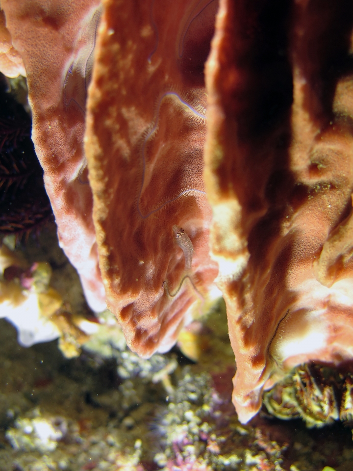 Pleurosicya labiata, Xestospongia testudinaria