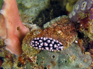 Phyllidiella pustulosa, Leucetta primigenia, Aplidium sp. ?