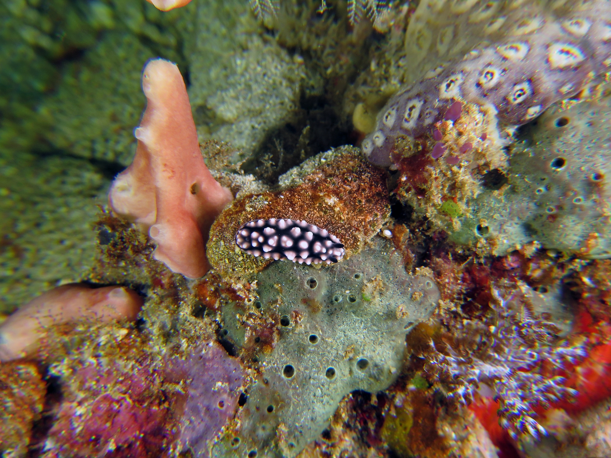Phyllidiella pustulosa, Leucetta primigenia, Aplidium sp. ?