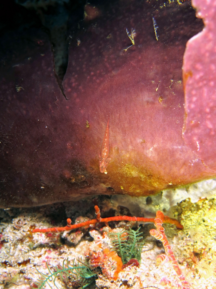 Pleurosicya elongata