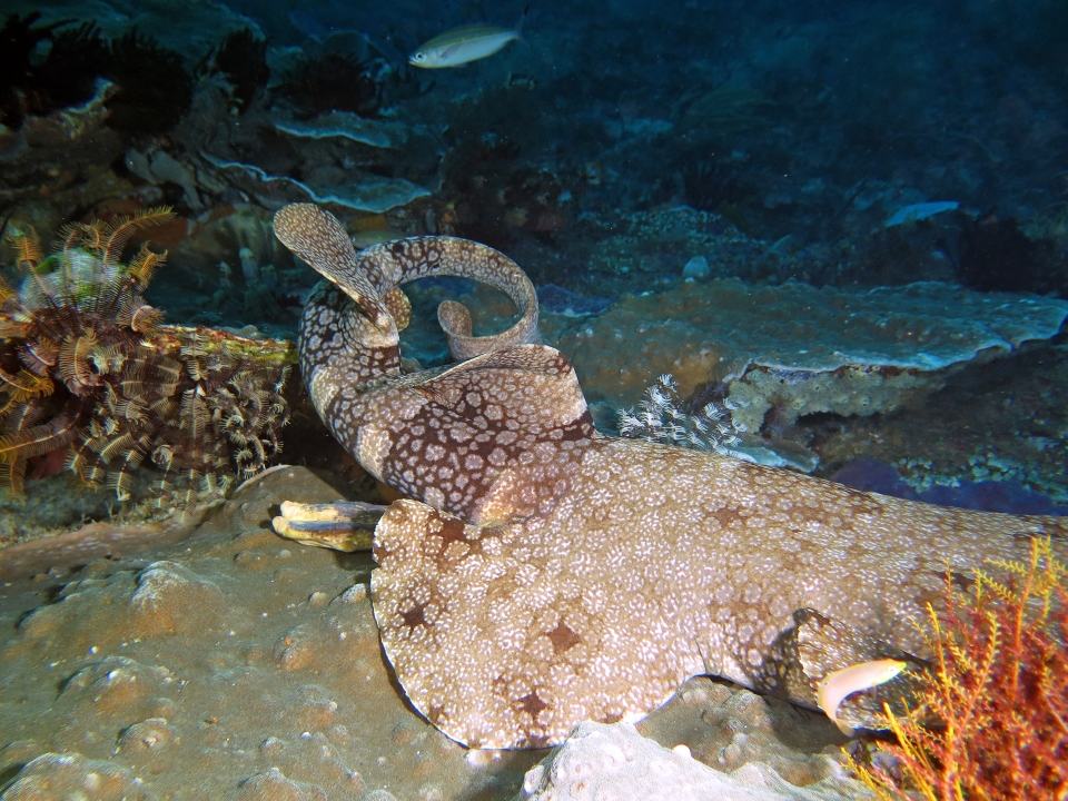 Eucrossorhinus dasypogon