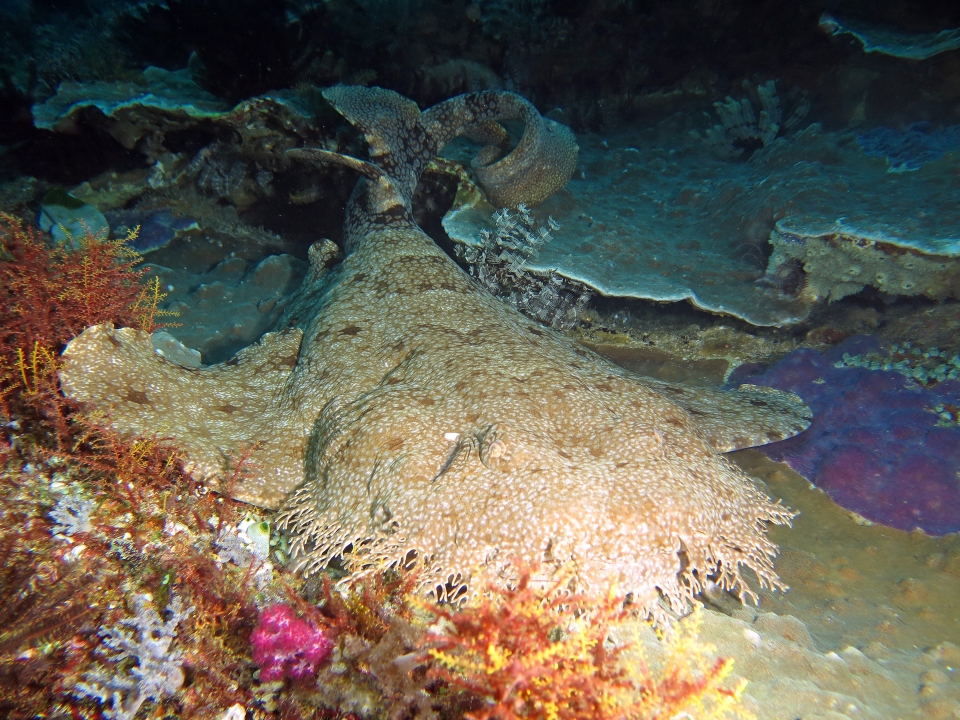 Eucrossorhinus dasypogon