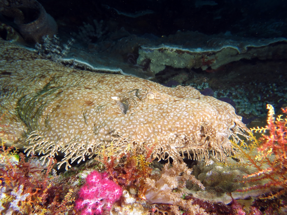 Eucrossorhinus dasypogon