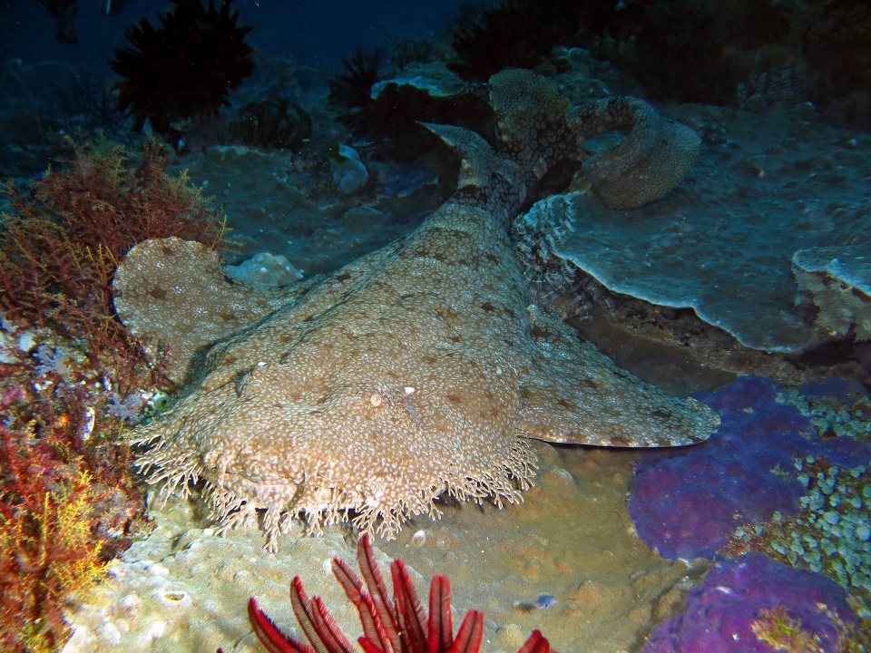 Eucrossorhinus dasypogon