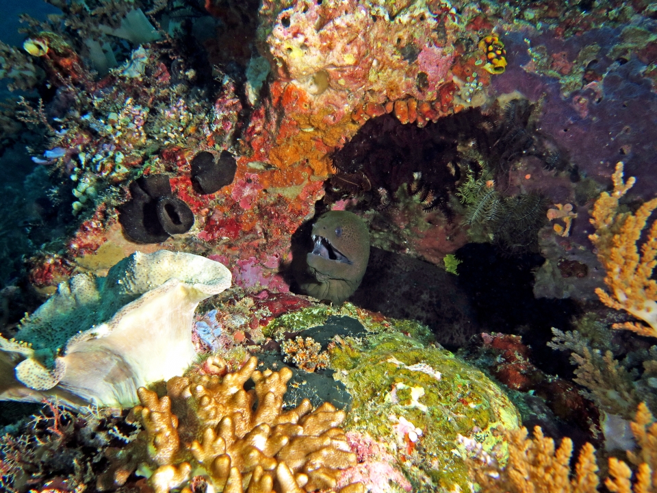 Gymnothorax javanicus