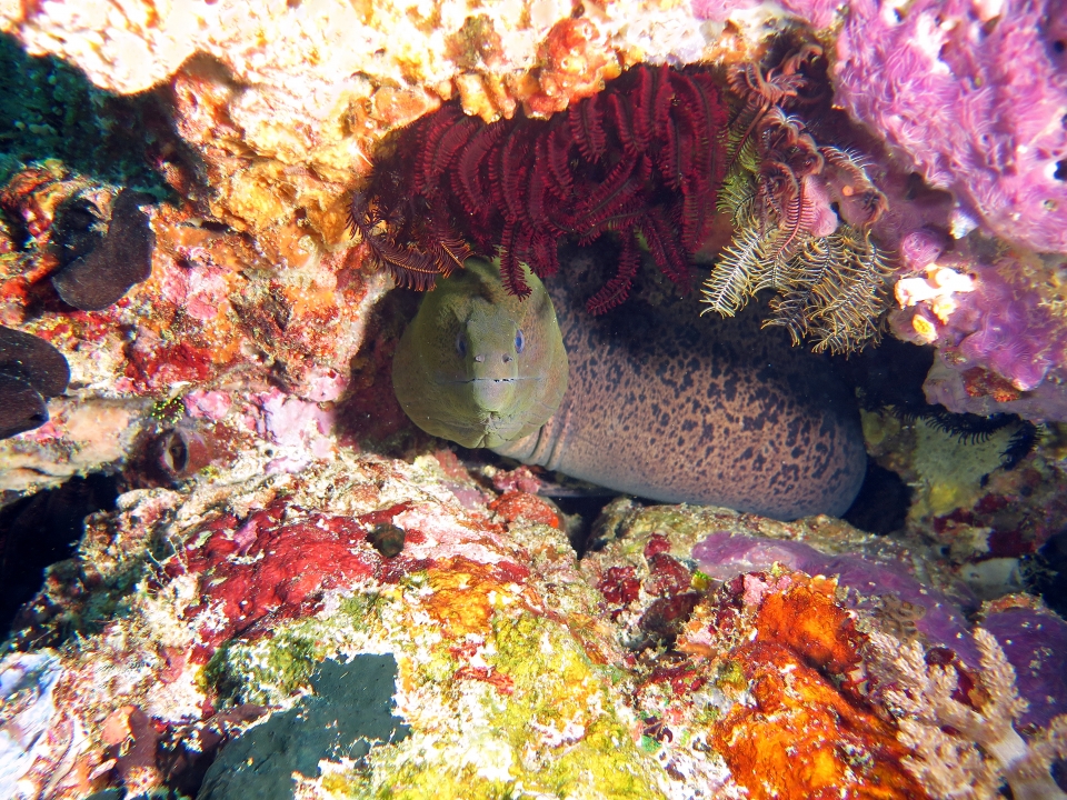 Gymnothorax javanicus