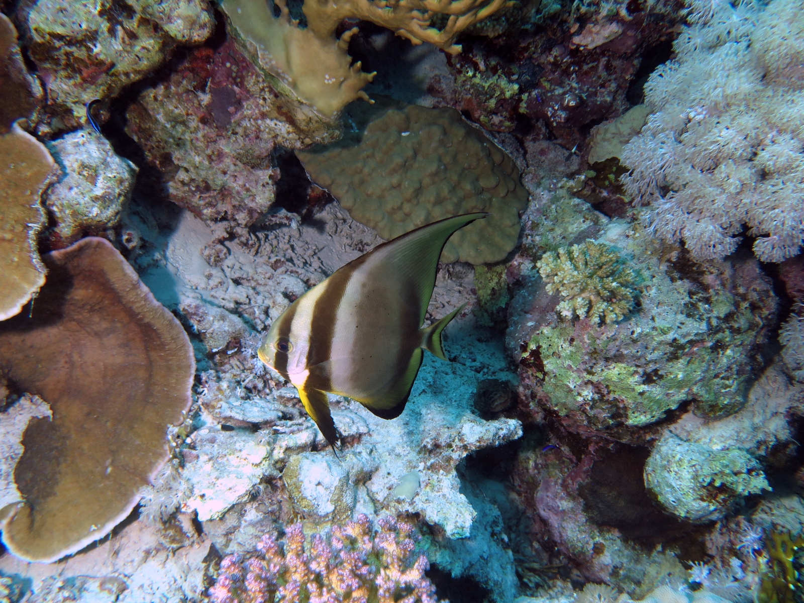 Platax orbicularis